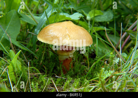 große braune rutschig Jack in den Wald in der Nähe von Großstadt Stockfoto