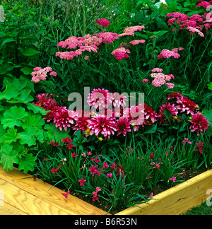 Dahlie 'Art Nouveau' mit rosa Achillea und Rhodohypoxis Stockfoto