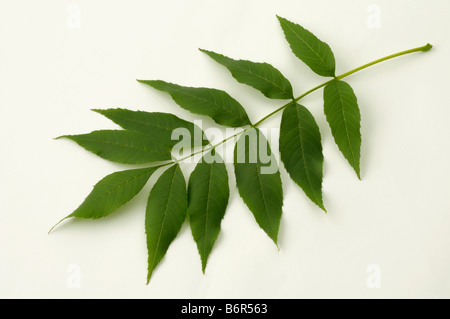 Gemeine Esche, europäischer Esche (Fraxinus Excelsior), Blatt, Studio Bild Stockfoto