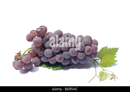 Rote Trauben und Blätter auf weißem Hintergrund Stockfoto