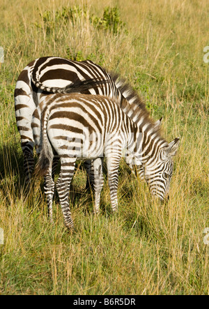 Zebra Mutter und Fohlen weiden auf den Ebenen der Masai Mara Stockfoto