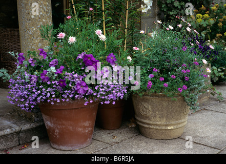 Coole Farbe Töpfe mit rosa und lila Stockfoto