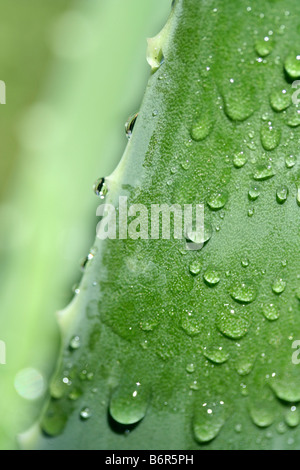 Aloe Vera Pflanze zu verbrennen Stockfoto