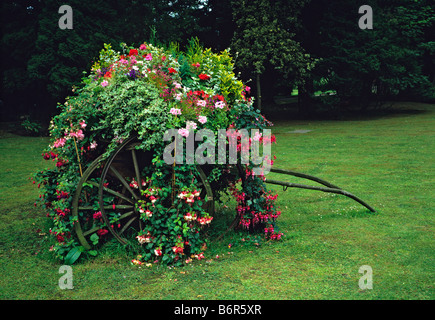 Fuchsie Blüte gepflanzt Pony Wagen auf einer Wiese im Garten Stockfoto