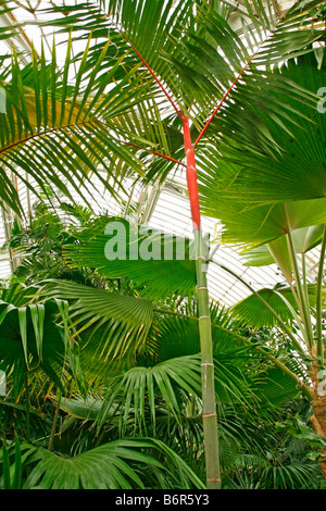 Royal Botanic Gardens Kew in Richmond London England Palm House Tropenhaus Stockfoto