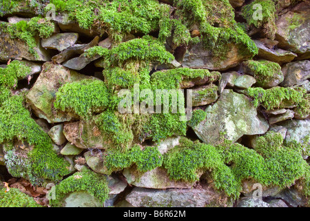 Moos bedeckte Trockenmauer Stockfoto