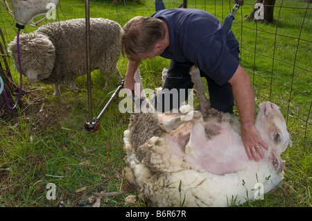 Australische Shearer Scherende Schafe Stockfoto