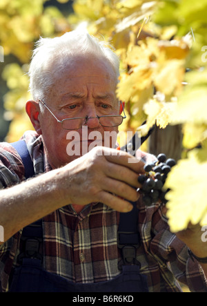 älteren Mann, die Ernte der Trauben im Weinberg, Deutschland Stockfoto