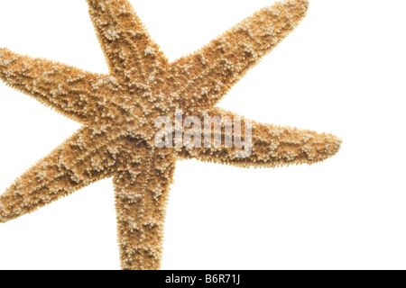 Seestern isoliert auf weißem Hintergrund Stockfoto