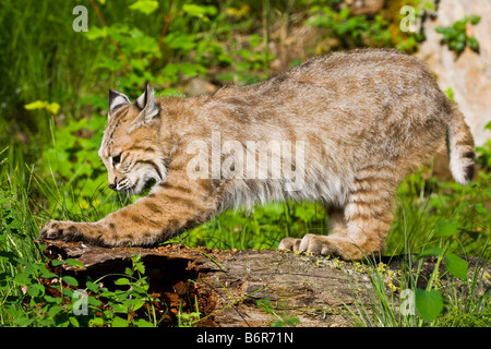 Bobcat hocken und Kratzen auf einem gefallenen Log-kontrollierten Bedingungen Stockfoto