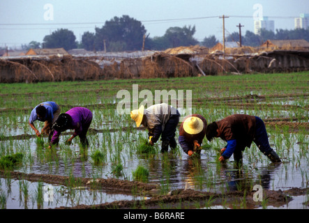 5 Fünf chinesische Männer, die Reisbauern im Reisfeld, Reisfelder, Reis Paddy, Reisfeldern, Peking, Peking, China, Asien Stockfoto