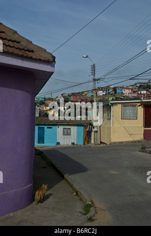 Eine streunende Katze auf einer Gasse in einem bunten aber ungepflegt Teil von Valparaiso oben auf den Hügeln Stockfoto