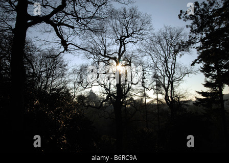 Winter-Sonnenlicht durch Baum verzweigt Sussex UK Stockfoto