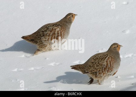 Grey Partridge, grau Rebhuhn (Perdix Perdix), zwei über Schnee laufen Stockfoto