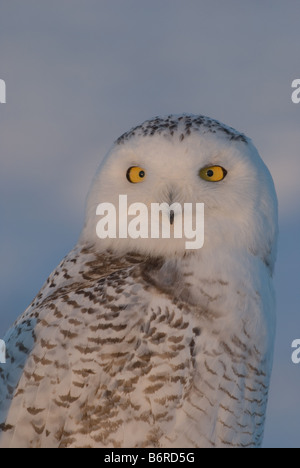 Schnee-Eule (Nyctea Scandiaca), portrait Stockfoto