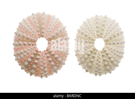 Seeigel, die isoliert auf weißem Hintergrund Stockfoto