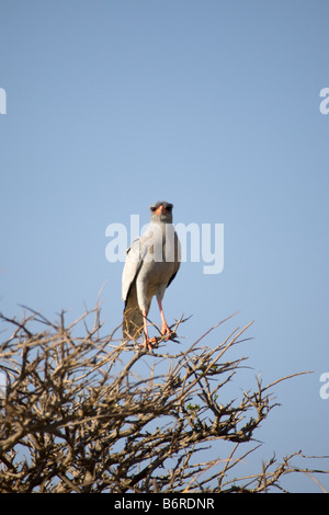 Blasse singen Goshawk, Etosha Nationalpark, Namibia Stockfoto