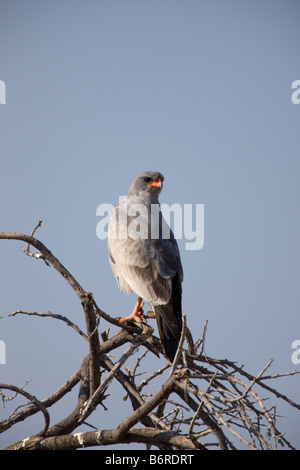 Blasse singen Goshawk, Etosha Nationalpark, Namibia Stockfoto