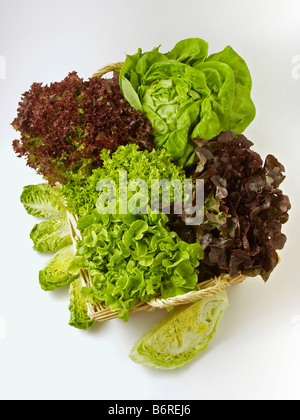 Blattsalate Stockfoto