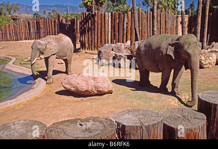 Afrikanische und asiatische Elefanten im Zoo von Reid Park, Tucson, Arizona Stockfoto