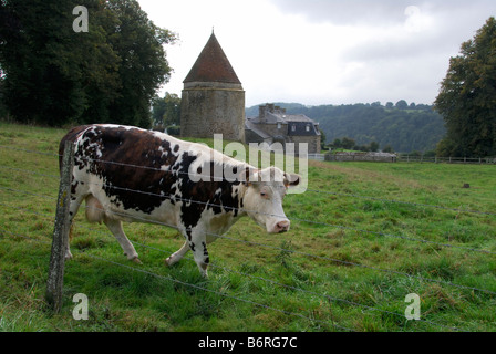 Kuh im Feld und Farm, Normandie, Frankreich. Stockfoto