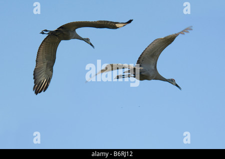 Paar Kraniche im Flug gegen blauen Himmel Stockfoto