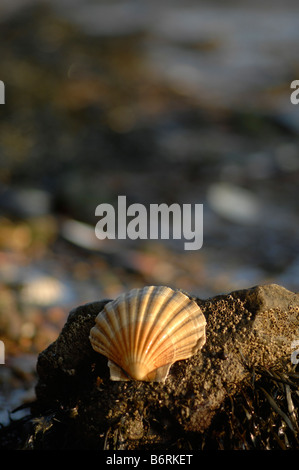 Muscheln am Strand von Folkestone, Kent Stockfoto