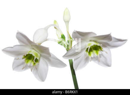 Weiße Amaryllis, isoliert Stockfoto