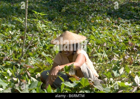 Eine junge Frau in ihrem Garten gepflanzt mit Süßkartoffeln, in der Nähe von Lemo (Sulawesi-Indonesien). Jeune Femme Dans Son Jardin, À Lemo. Stockfoto