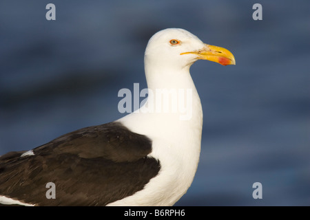 Erwachsenen Kelp Gull (Larus Dominicanus) Stockfoto