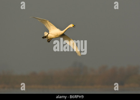 Ein Erwachsener Whooper Schwan Cygnus Cygnus gleitet in landen auf dem Eis am Welney, Norfolk, England, UK Stockfoto