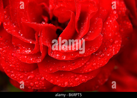 Blühenden roten rose überdachte deut winzige Tropfen Wasser und dort auch eine kleine fliegen drauf Stockfoto