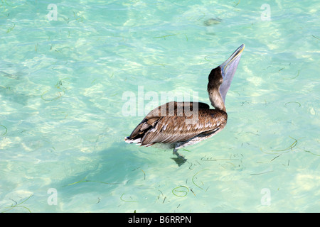 Juvenile Eastern Brown Pelican in inmature Gefieder vor Ost Küste von Mexiko Stockfoto