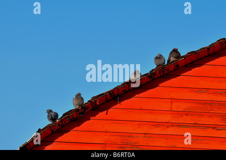 Tauben auf ein rotes Dach Stockfoto