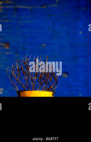 Eine blattlosen Topfpflanze vor einer blauen Wand in Boston Stockfoto