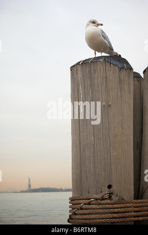 Möwe auf hölzernen Pier mit der Freiheitsstatue im Hintergrund Stockfoto