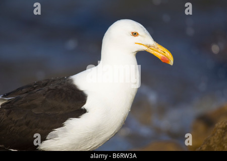 Erwachsenen Kelp Gull (Larus Dominicanus) mit Gischt im Hintergrund Stockfoto