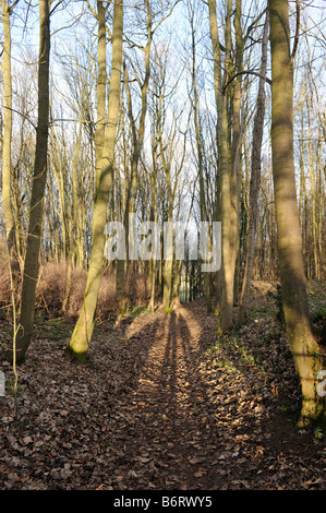 Der Schatten eines Paares von Wanderern Strecken entlang des Pfades auf die Cotswold Way-Wanderweg in der Nähe von Winchcombe in Gloucestershire Stockfoto