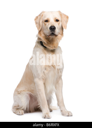 Labrador Golden Retriever Vor Weissem Hintergrund Studio Isoliert Stockfotografie Alamy
