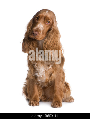 Cocker Spaniel 1 5 Jahre vor einem weißen Hintergrund Stockfoto