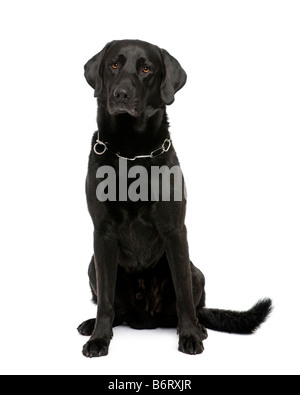 schwarzer Labrador vor einem weißen Hintergrund Stockfoto