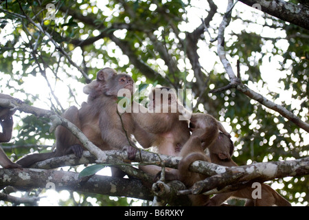 White-fronted Kapuzineraffen (Cebus Albifrons) Baum gehockt. Amazon Ecuador Südamerika Horizontal. 70970 Ecuador Stockfoto