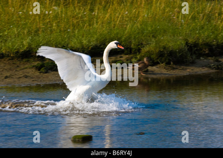 Höckerschwan Landung auf Wasser Stockfoto