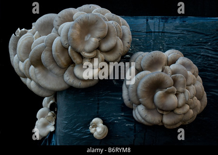 Ansicht von oben aus einem Cluster von Speisepilzen (Pleurotus Ostreatus) als in einem Kompostbeutel kultiviert Stockfoto