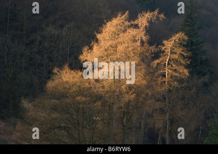 Japanischen Lärchen gefangen in den letzten Strahlen der Wintersonne im Lake District über Grasmere Stockfoto