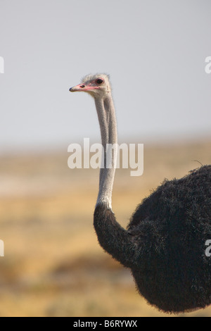 Strauß Closeup, Etosha Nationalpark, Namibia Stockfoto