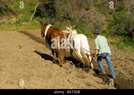 Bauer, der pflügt Feld mit Hilfe von Maultieren im Dorf Polopos, Granada, Andalusien, Südspanien Stockfoto