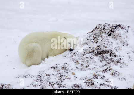 Eisbär in der Tundra in Churchill schlafen Stockfoto