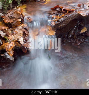 Wasser fließt durch Laub Herbst im Halse Combe Exmoor Somerset Stockfoto