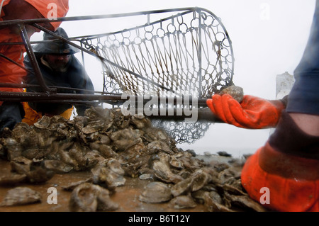 Annapolis, Maryland, der letzte Tag der Oyster Saison an Bord der Skipjack Helen Virginia. Stockfoto